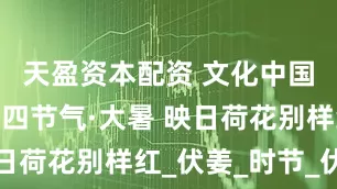 天盈资本配资 文化中国行丨二十四节气·大暑 映日荷花别样红_伏姜_时节_伏茶
